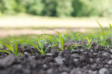 green plants on a field