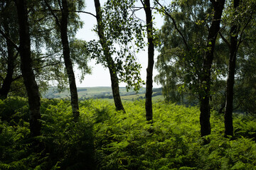 Fototapeta na wymiar View of White Peak, through trees on Froggatt Edge, Peak District, UK