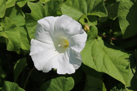 Zaunwinde