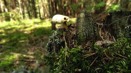 White fungi in the woods