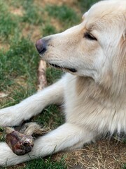 portrait of a dog