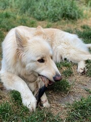 golden retriever dog