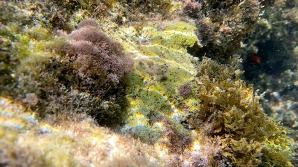 Under sea © Alessandro