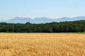 Wheat field in the Tuscan countryside