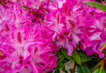 pink flowers closeup