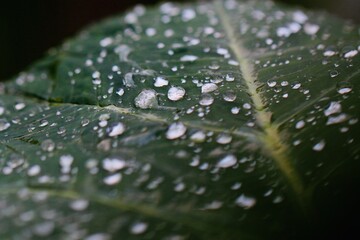 water drops on leaf