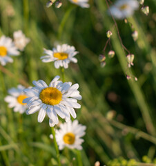 daisy wildflowers in a summer meadow