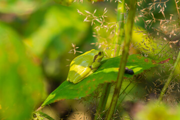 European tree frog Hyla arborea, Rana arborea, resting in a blackberry bush heating up in the sun