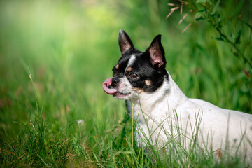 A small Chihuahua dog. Summer, sun, meadow.