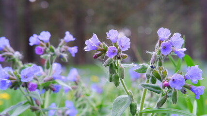 Obraz premium spring flowers in the forest