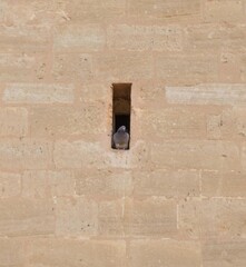 pigeon hidden in the window of the church