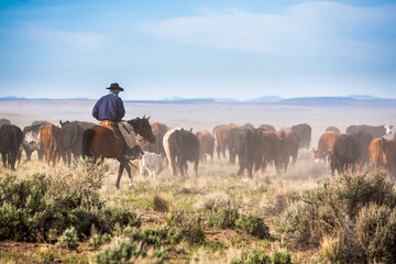 A cowboy on his horse moving cattle to an adjacent desert pasture on the ZX Ranch near Silver Lake. - obrazy, fototapety, plakaty