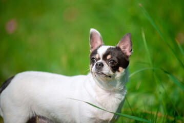 A small Chihuahua dog. Summer, sun, meadow.