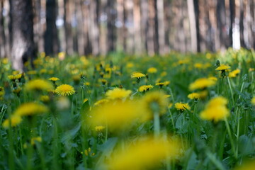 Obraz premium yellow flowers in the forest