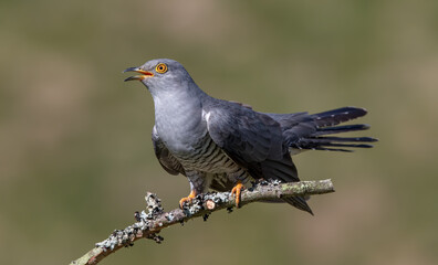Cuckoo
