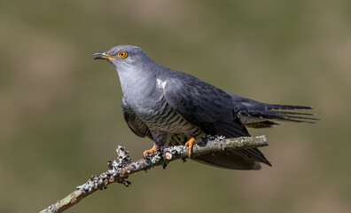 Cuckoo