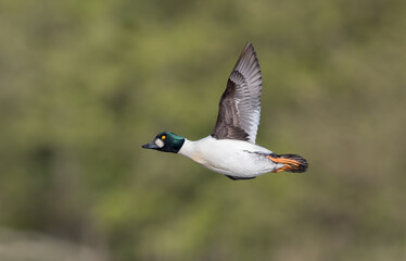 Goldeneye Flying