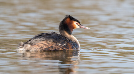 Great Crested Grebe 