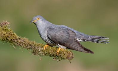 Cuckoo