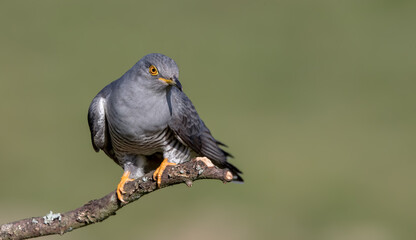Cuckoo