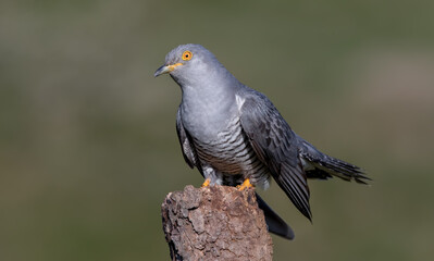 Cuckoo