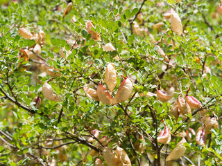 Colutea arborescens | Baguenaudier, arbuste au feuillage vert intense sur tiges duveteuses, aux...