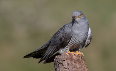 Cuckoo