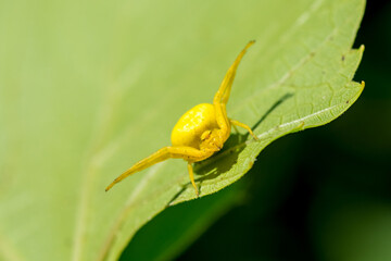 Yellow spider on a green leaf.