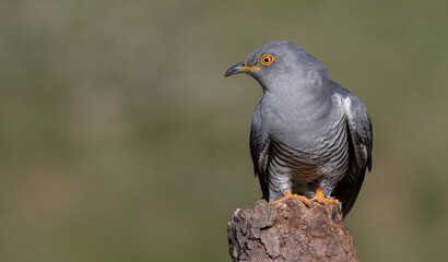 Cuckoo Perched