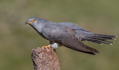Cuckoo