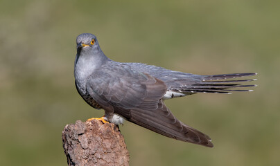 Cuckoo Perched