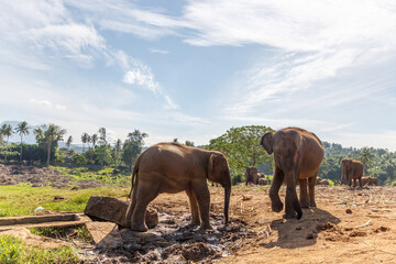 Baby juvenile elephant grazing and enjoying the beautiful whether.