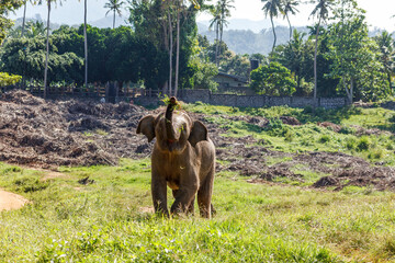 Baby juvenile elephant grazing and enjoying the beautiful whether.