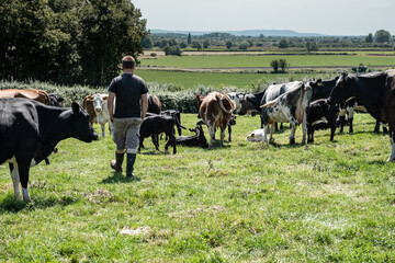 Farmer with cattle in field
