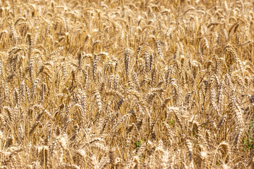 Wheat field in the Tuscan countryside Italy