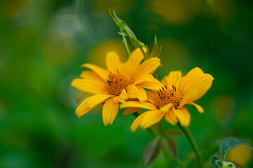 Yellow flowers on a natural background