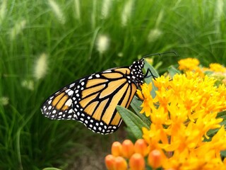 Monarch butterfly sucking nectar from milkweed plant, orange and black butterfly, migration, feeding, resting, park,  insect, bug, entomology