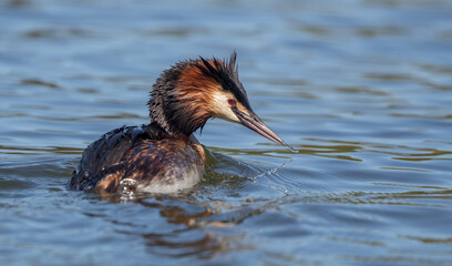 Great Crested Grebe