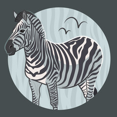 African Zebra on a Grey Background