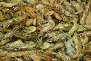 Shrimps background. Palaemon elegans european rockpool shrimp. Fresh prawn. Seafood background.