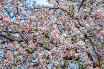 Beautiful blooming apricot tree branches with white flowers growing in a garden. Spring nature background.
