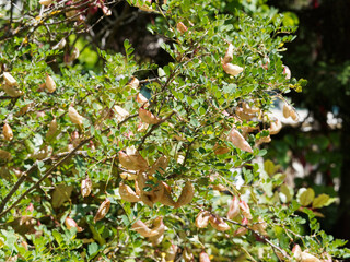 Baguenaudier ou arbre à vessies (Colutea arborescens), arbrisseau ramifié aux baguenaudes vert à brun rougeâtre, au feuillage léger à folioles elliptiques et nervurées