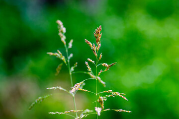 Grass