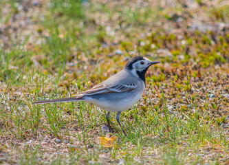 White Wagtail on a Grassy Ground.
This white wagtail flew to the ground to find some food like worms.