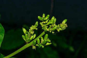 Green twig
