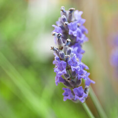 Close-up of lavender flower, natural background