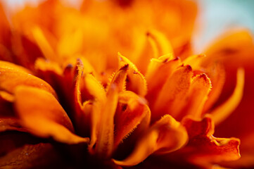 Orange flame-flower macro