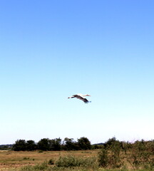 fischreier,vogel,flug, wiese,grün