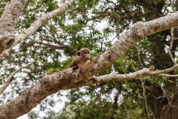 Urban monkey sit on a tree and relax in the sun. Concept of animal care, travel and wildlife observation.Urban animals concept.