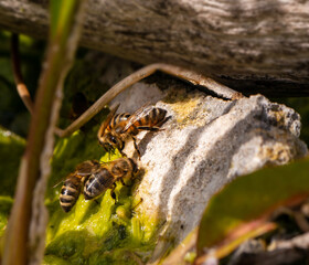 Honigbienen sitzen auf einem Blatt und trinken Wasser
